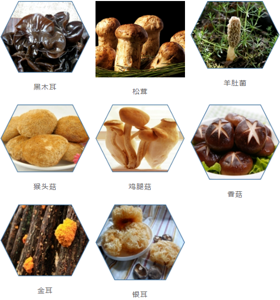 集團全力助推甘肅隴南康縣委托招商引資，以綠色發展推動鄉村振興