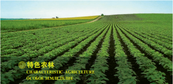 集團全力助推黑龍江大興安嶺委托招商引資，聚力將“冷資源”轉(zhuǎn)化為“熱經(jīng)濟”！