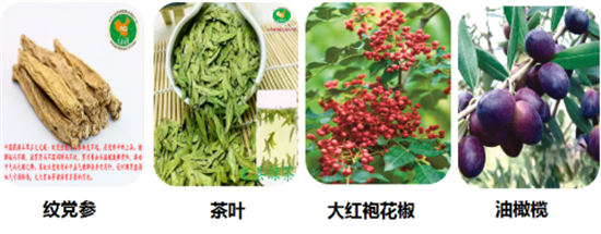 東方龍商務集團全力助推甘肅隴南文縣委托招商招商引資，重點構建特色農業、優勢工業、文旅康養三大產業集群