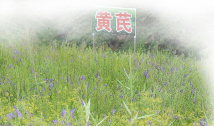 集團全力助推陜西榆林子洲縣委托招商引資，打造特色產業集聚地