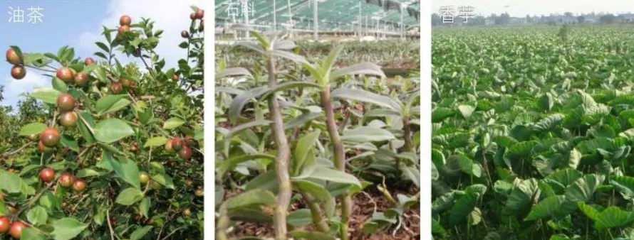 集團全力助推廣西賀州昭平縣委托招商引資，助力產業蝶變升級！